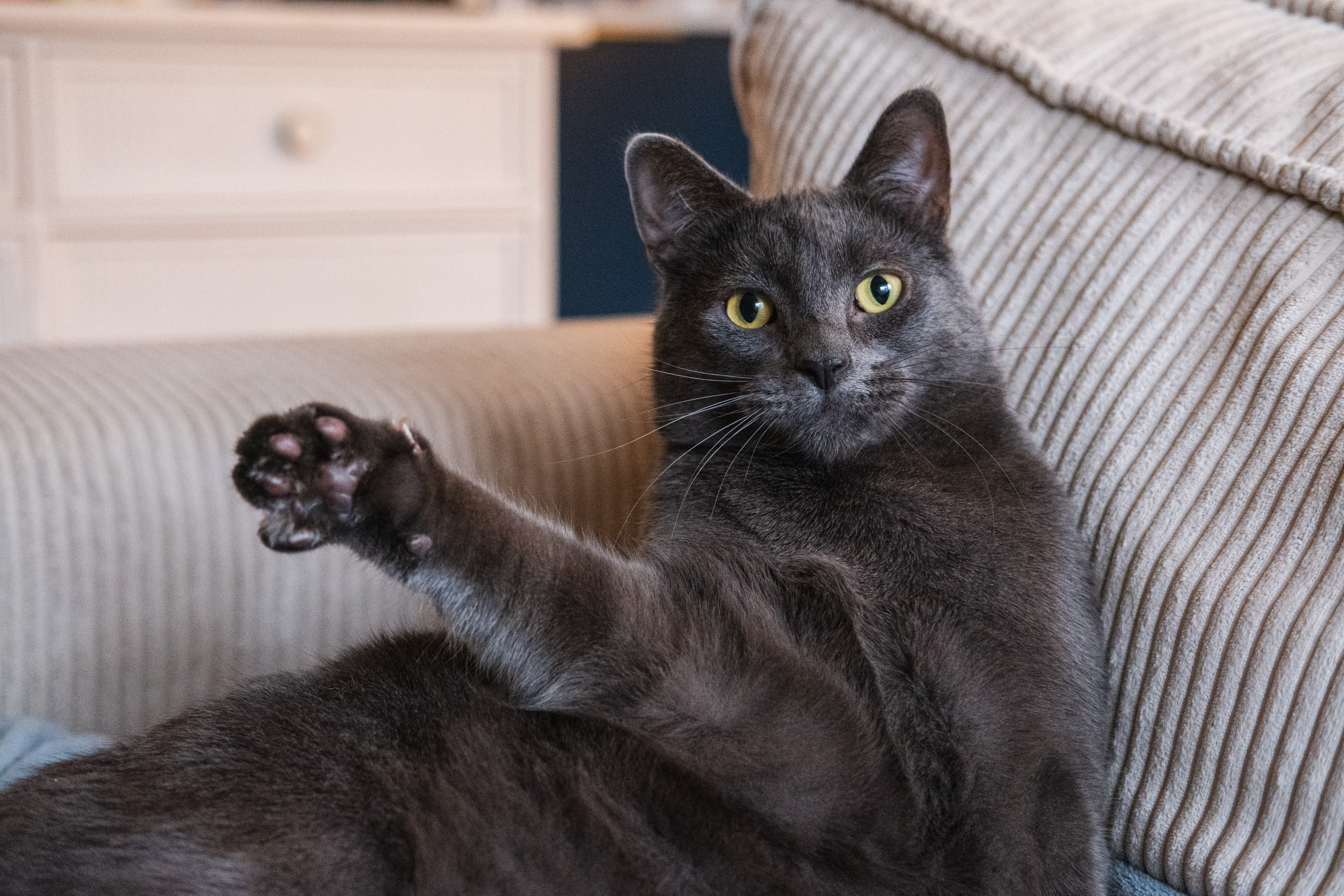 Animaux - photographie par Eyma Photographe
