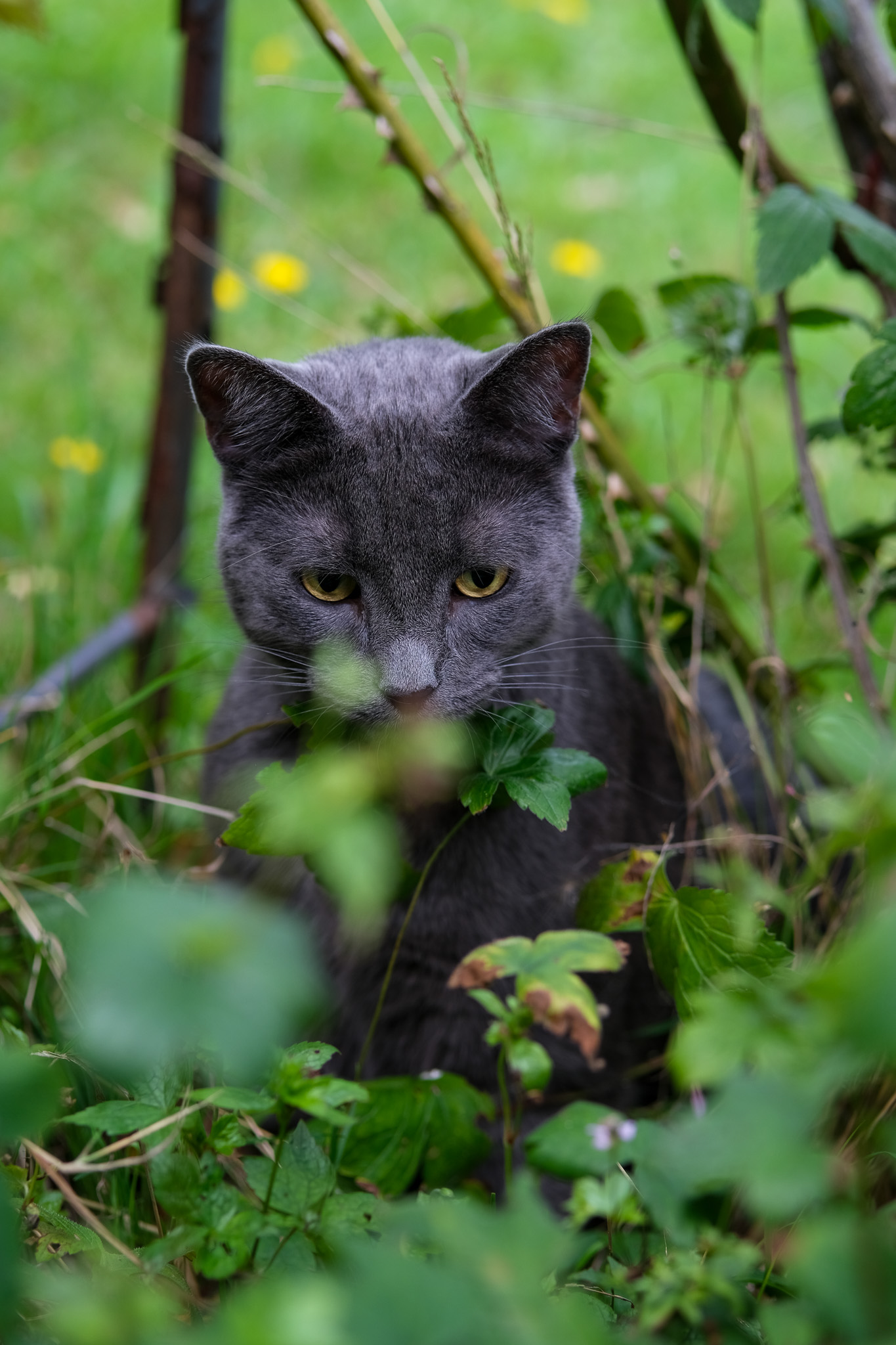Animaux - photographie par Eyma Photographe