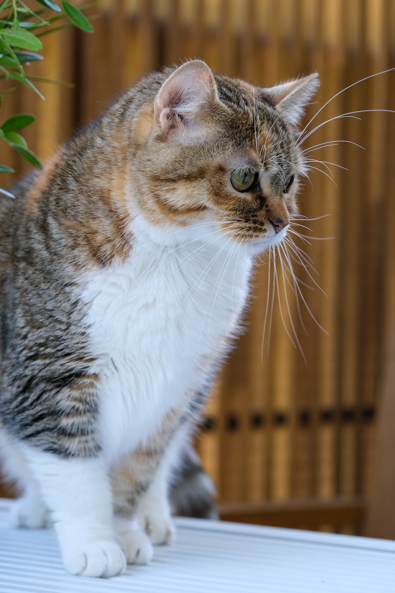 Animaux - photographie par Eyma Photographe