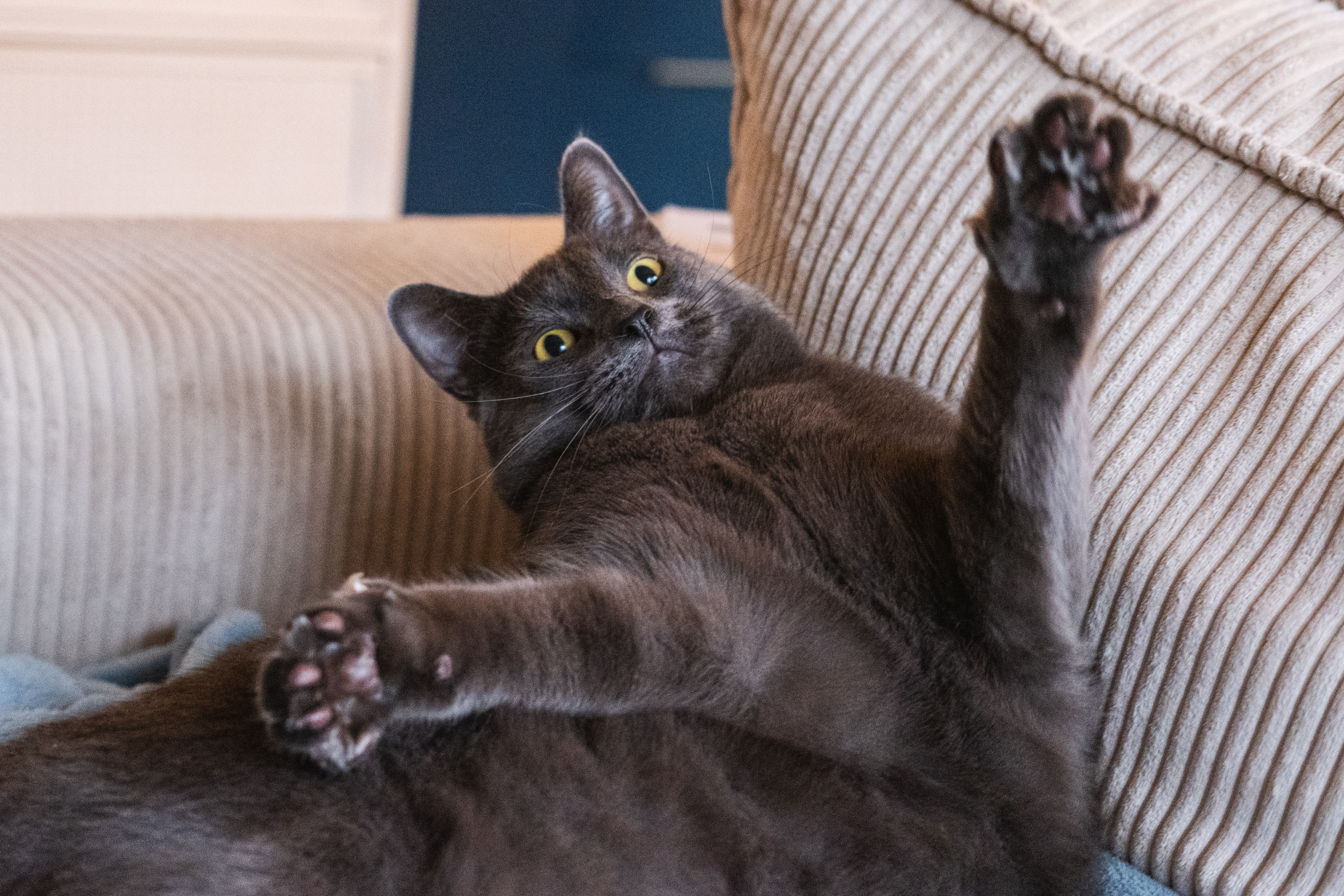 Animaux - photographie par Eyma Photographe