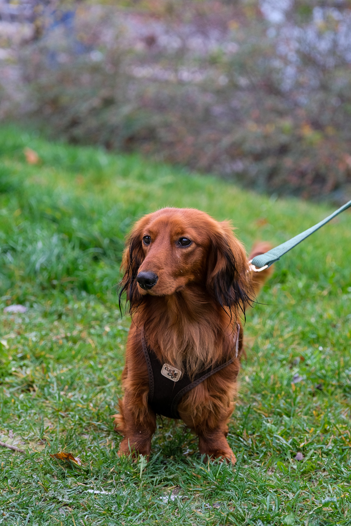 Animaux - photographie par Eyma Photographe