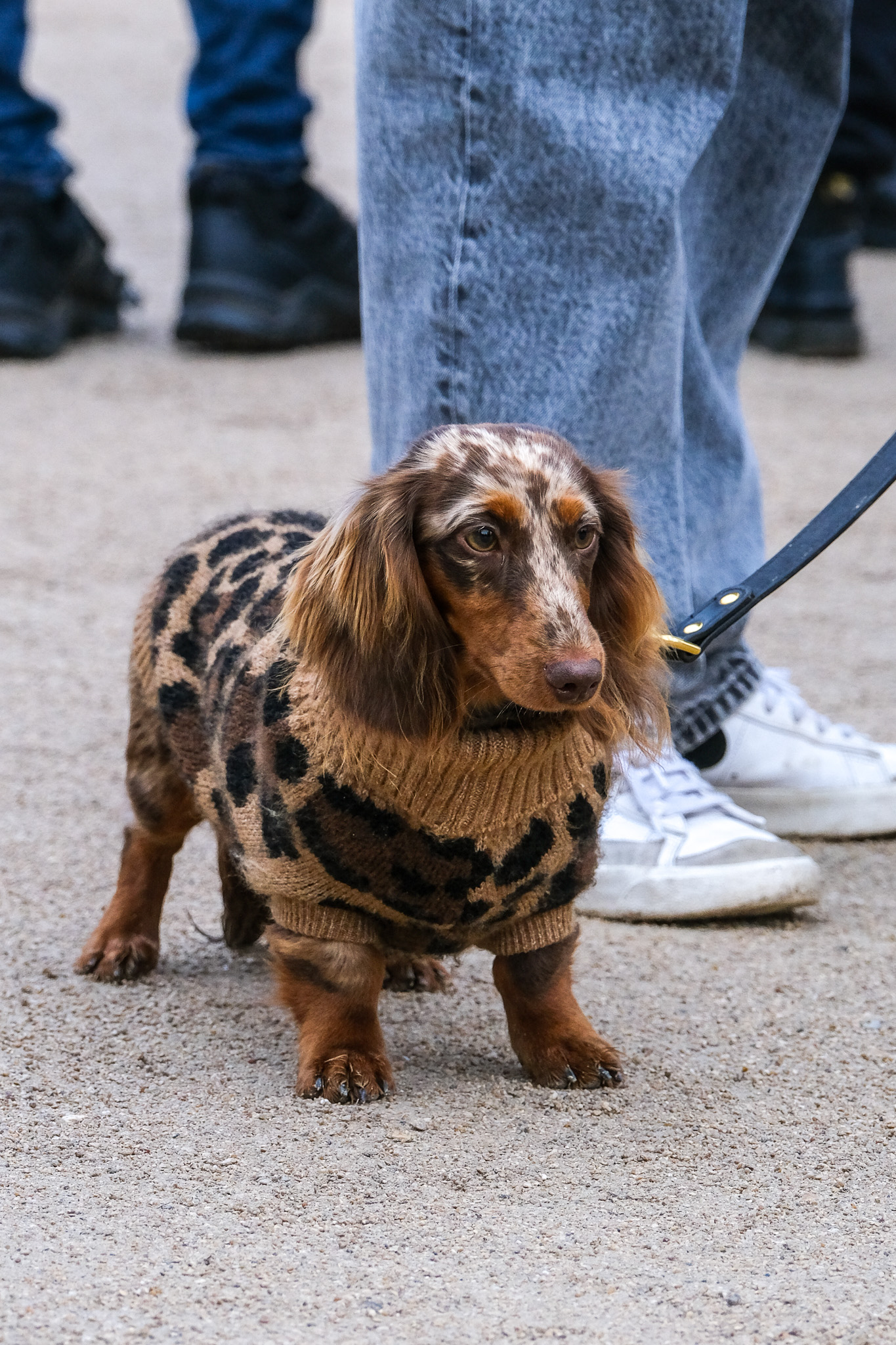 Animaux - photographie par Eyma Photographe