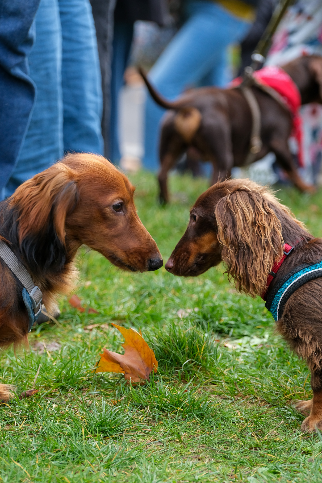 Animaux - photographie par Eyma Photographe
