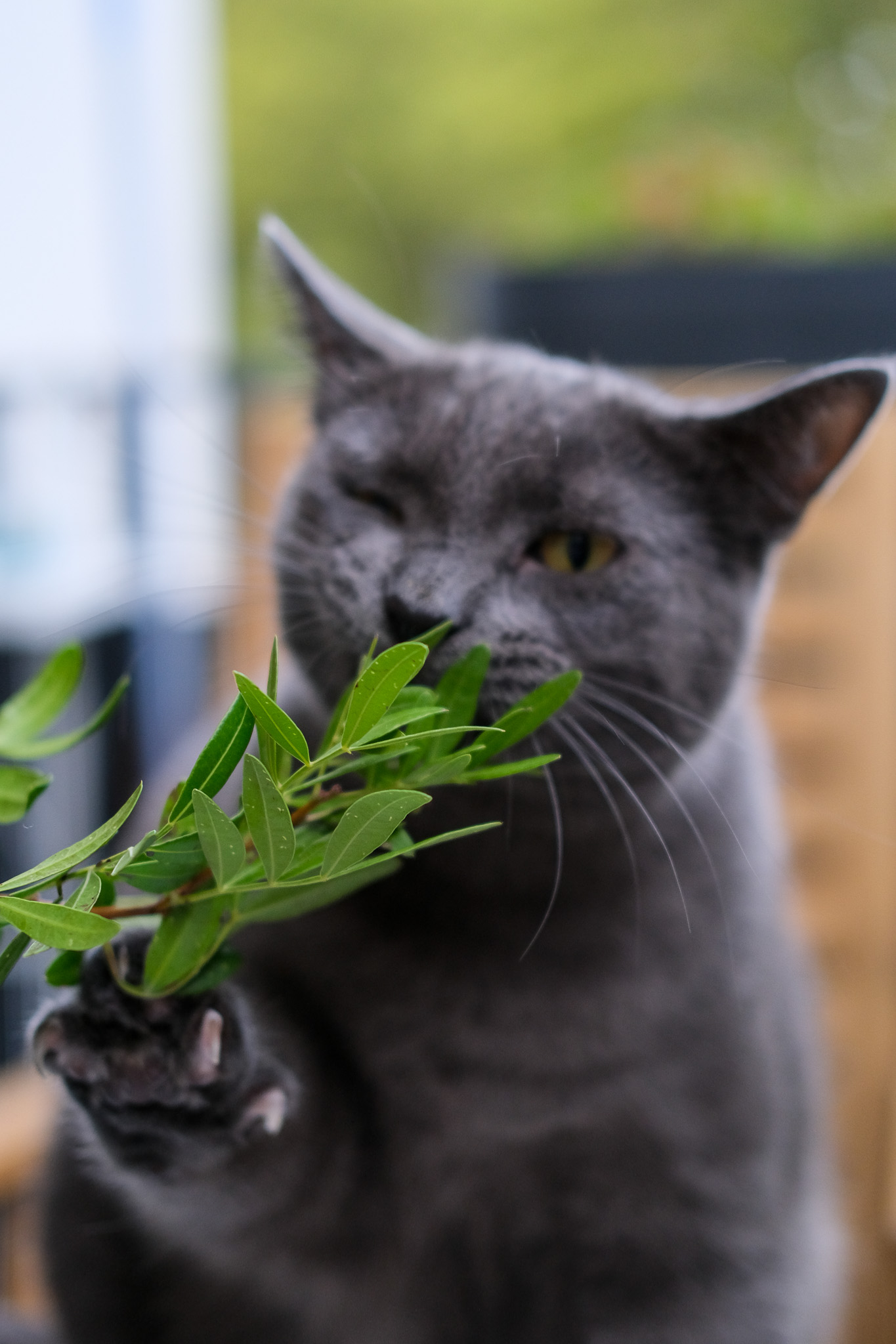 Animaux - photographie par Eyma Photographe