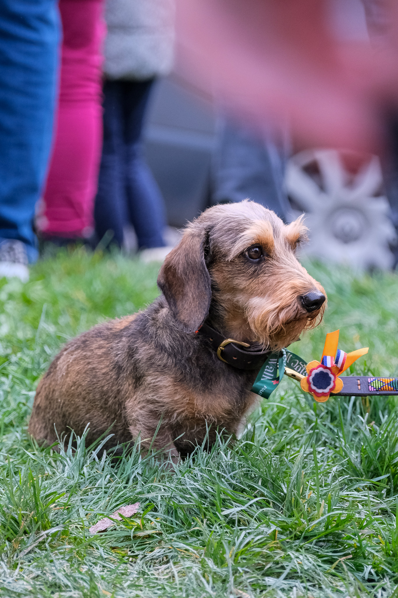 Animaux - photographie par Eyma Photographe