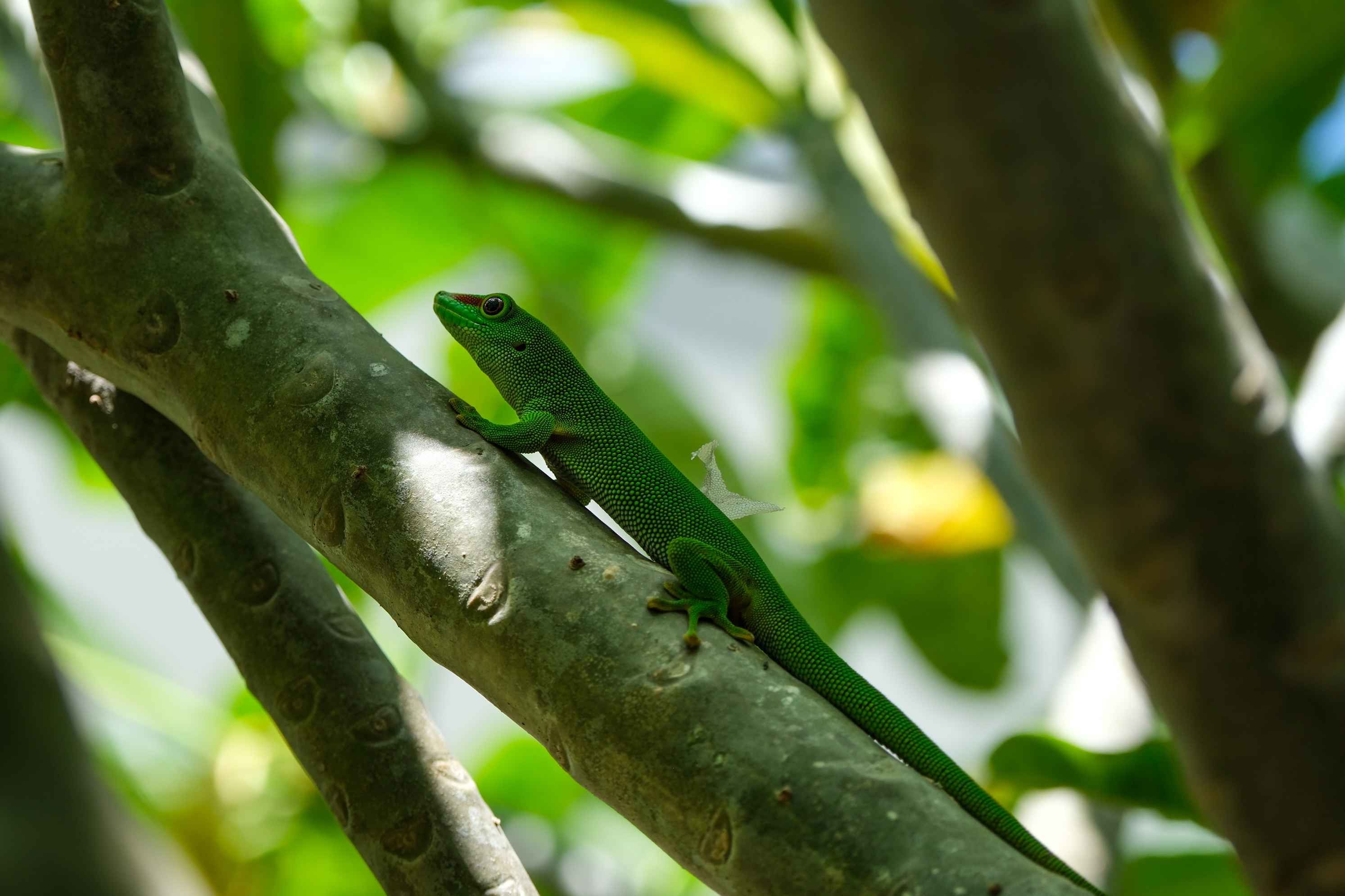 Animaux - photographie par Eyma Photographe